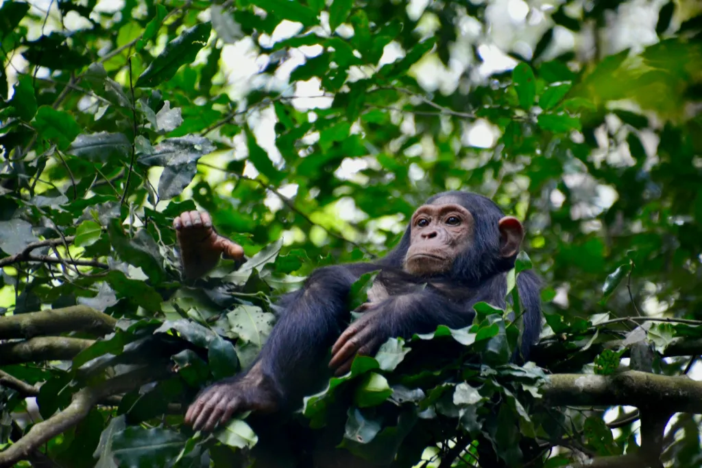 a young chimpan sitting in a tree branch