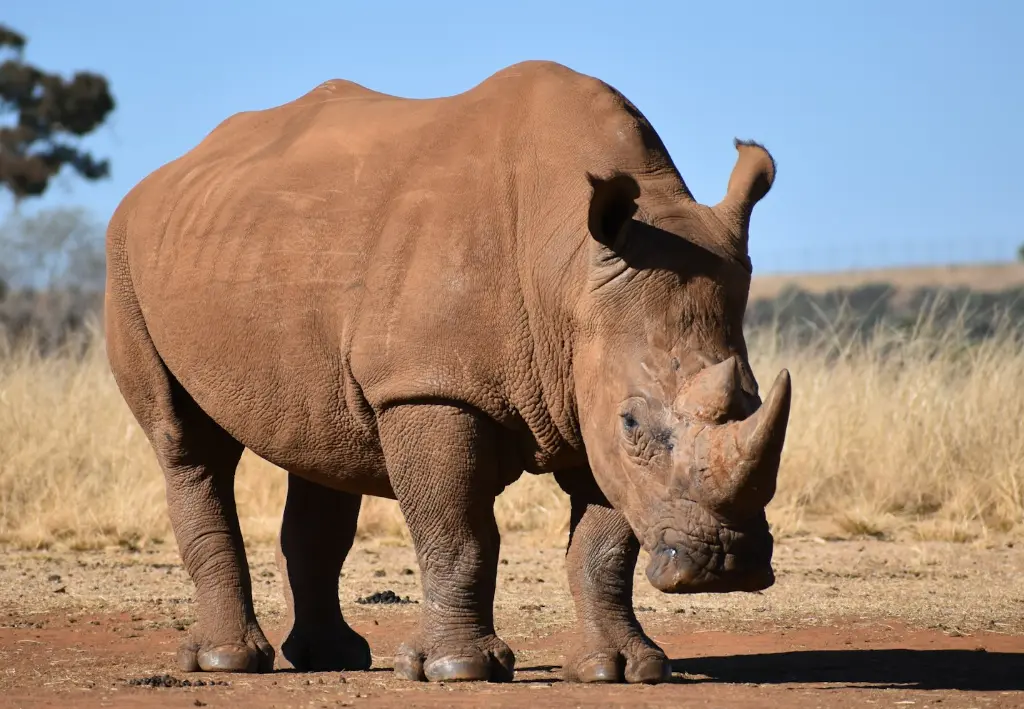 brown rhinoceros on brown field during daytime