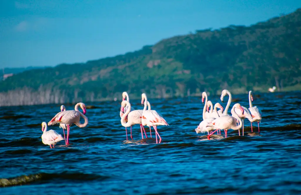 a group of flamingos wading in a body of water